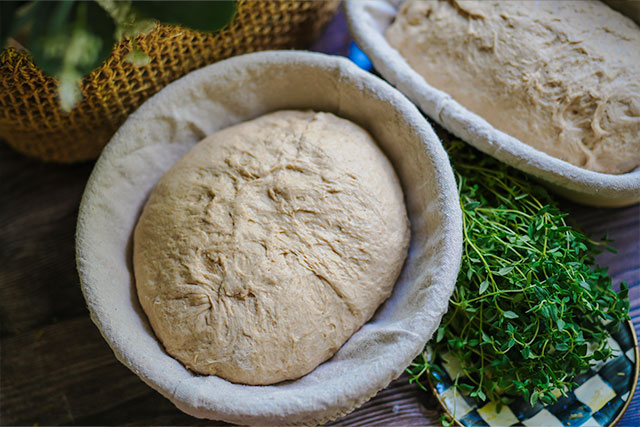 Three flour roasted garlic herb sourdough bread two shaped loaves of roasted garlic herb sourdough bread rest side by side on a floured board ready for cold proofing A few sprigs of fresh herbs between them echo the loafs aromatic flavors and add a rustic touch to this cozy kitchen moment Sourdough afterglow Two shaped sourdough loaves ready for cold proofing, with fresh herbs placed between them on a floured surface