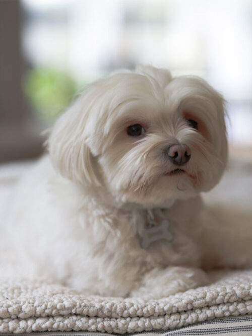 Sweet Lily resting on her favorite ottoman, waiting for her homemade Simple Beefy Bites dog treats